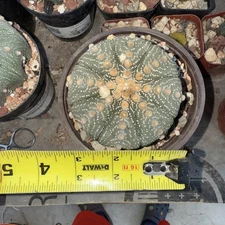 Astrophytum Asterias 3.5 In