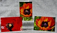Red Oriental Poppy Blooms Set of 3 Blank Photo Notecards