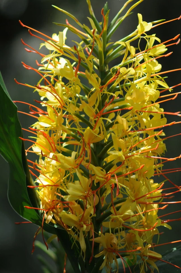 HAWAIANO KAHILI AMARILLO JENGIBRE HEDYCHIUM GARDNERIANUM RAÍZ DE PLANTA 1 RAÍZ POR PAQUETE Foto 4 de 4