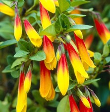 Jacobinia Pauciflora Brazilian Fuchsia Evergreen Outdoor Flowering Plant in Pot