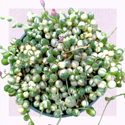 enjoy plant Pothos N'Joy | Care Guide and Pro Tips - Delivery from Toronto across  Canada