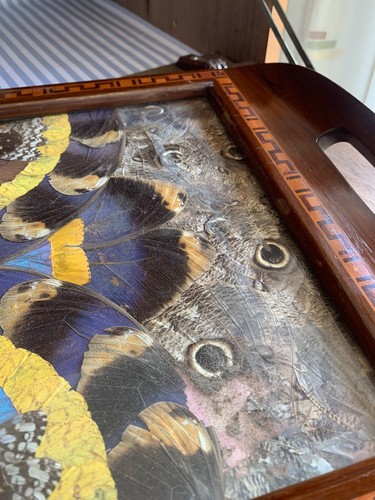 Vintage Butterfly Wing Art Serving Tray From Rio de Janeiro Brazil Circa 1940's - Picture 6 of 14