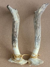 Antlers Deer Mule Elk Moose skull decor. Selling as is. 14-15 inches
