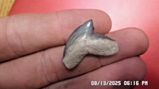 Stunning Large Fossil Tiger Shark Tooth From Bone Valley Florida