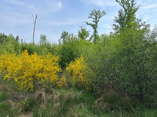 Waldgrundstücke, (Eichen) in Nohfelden-Wolfersweiler, Saarland, 15.199 qm, - Bild 3 von 10