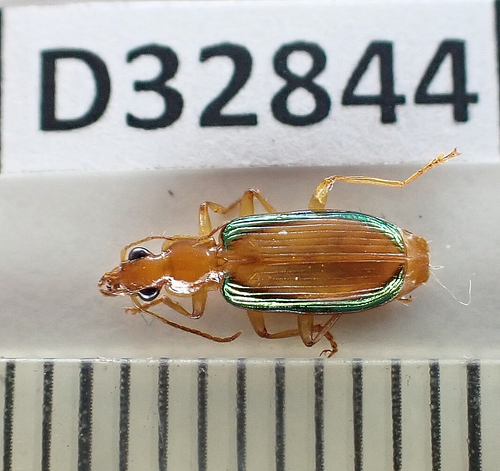 D32844. Insects, butterflies: Cicindelidae sp. South Vietnam. - 第 1/2 張圖片