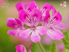 Alteya Organic Rose Geranium Oil 5ml/10ml – Calming Aroma & Skin Rejuvenation