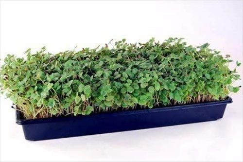 50 Plant Growing Trays (No Drain Holes) - 20 x 10" - Perfect Garden Seed" - Picture 5 of 6