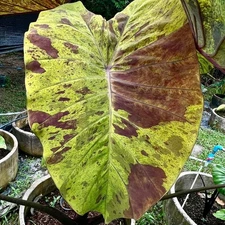 Colocasia Live Bulb Black Nape​ New Hybrid + Phytosanitary Certificate
