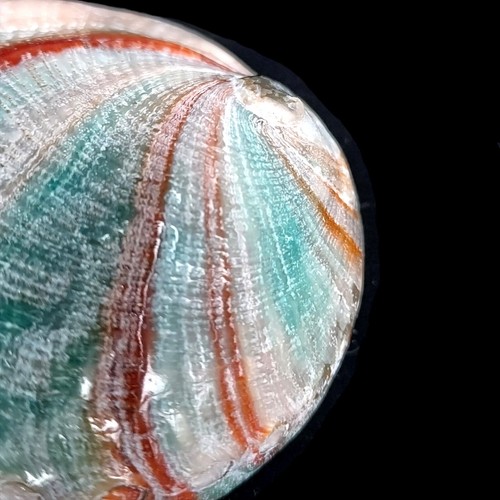 Abalone Pink Haliotis Natural Polished seashell 7-9cm - Picture 8 of 8