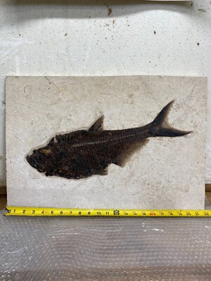 18.5'' Diplomystus.  A real monster with great preservation.