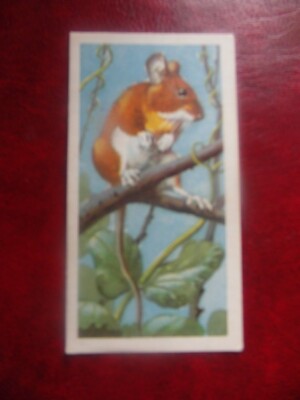  Brooke Bond ''British Wildlife'' 1958 original tea-card, the Yellow Necked Mouse.