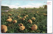 Postcard A Pumpkin Field In California CA Adolph Selige Pub ca1909 C164