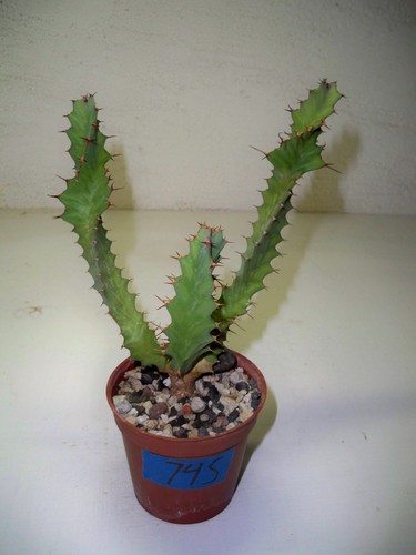 #745 - Euphorbia Hybrid Van - Tort