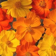35+ COSMOS BRIGHT LIGHTS MIX  FLOWER SEEDS /LONG LASTING ANNUAL/DROUGHT TOLERANT