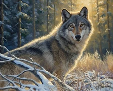 Original Western Oil Painting-20x16”Majestic Gray Wolf Portrait Signed By Artist