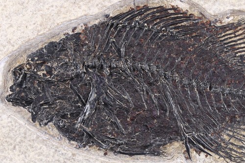 5.1" Cockerellites Fossil Fish Fossil Lake Green River Fm Wyoming COA 11130 - Picture 5 of 5