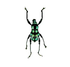 Metapocyrtus metallicus ONE REAL GREEN BLACK WEEVIL BEETLE PHILIPPINES