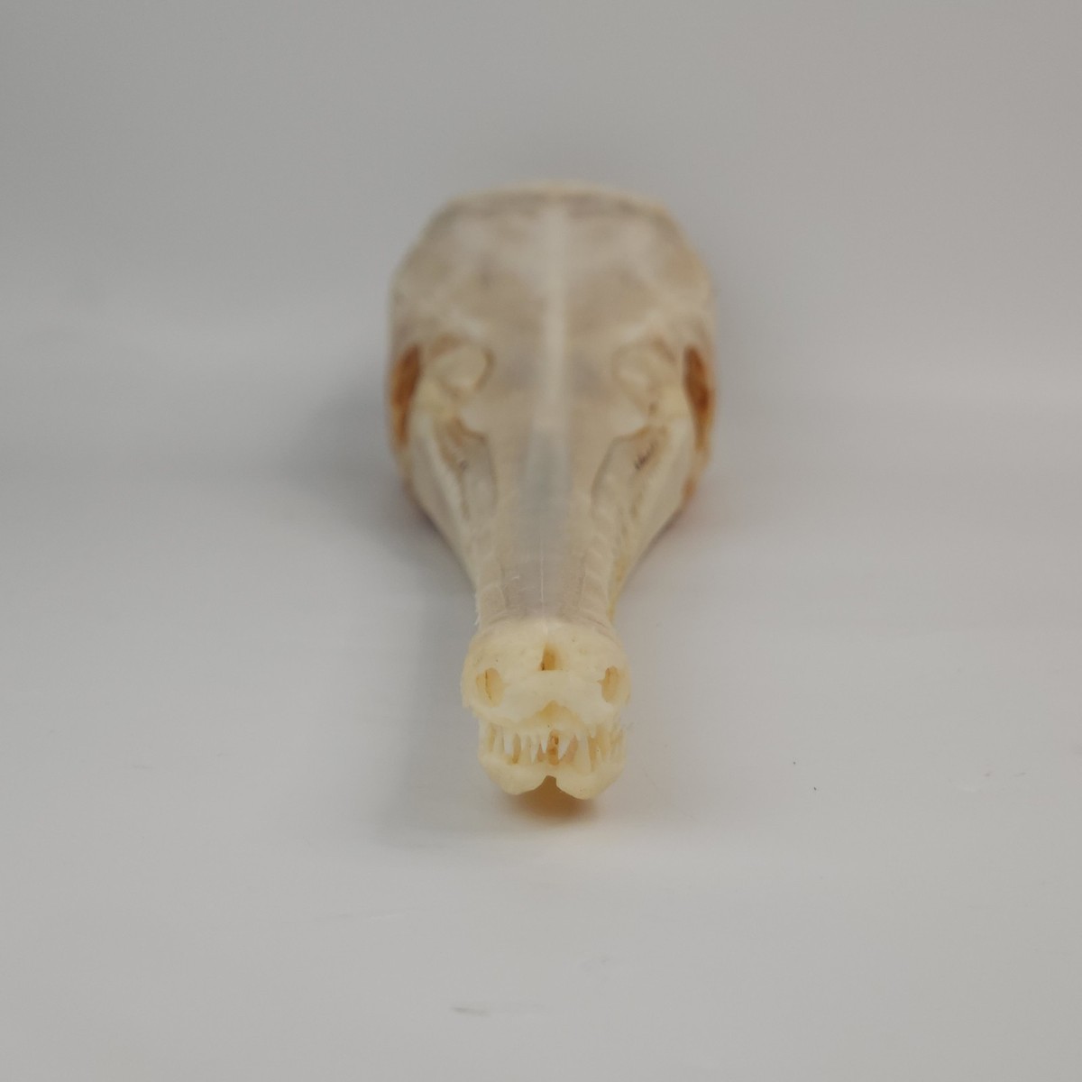Real Longnose Gar Skull - Large- Fish - Lepisosteus osseus
