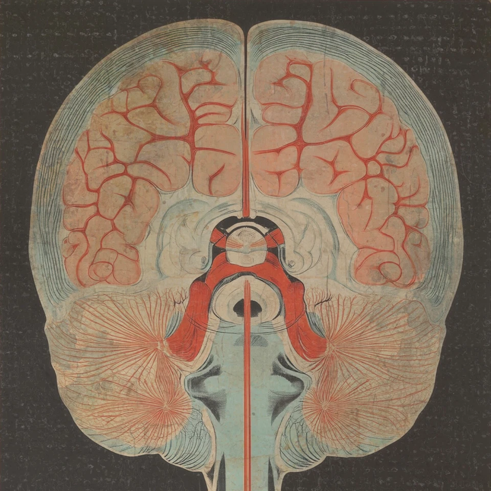 Ретро ИНТУИЦИЯ Плакат с Анатомией Мозга, Наука Биология Нейронаука Настенное Искусство - Изображение 2 из 4