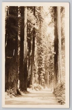 Redwood Highway, California CA RPPC Postcard
