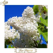 Fragrant 60 White Japanese Lilac Seeds - Ideal for Stunning Japanese Gardens