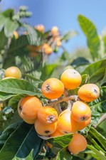 1 x Japanische Wollmispel (Eriobotrya japonica) - Jungpflanze, Obst
