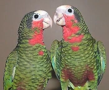 Birdtalk Bird Toys 1 Plastic Whiffle Ball Parrot Bird Toy Parts - Picture 2 of 12