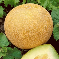 41+DELICIOUS 51 CANTALOUPE Seed Organic Heirloom Melon Fruit Summer Garden Easy