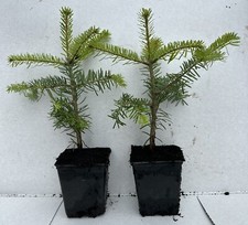 Nordmann Fir (Abies nordmanniana) tree 15-30cm cell grown