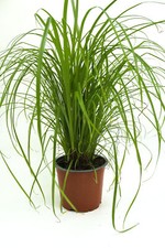 Katzengras Zyperngras "Cyperus zumula"