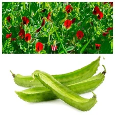 50 ASPARAGUS PEA Winged Pea Lotus Tetragonolobus Red Flower Vegetable Seeds