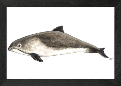 Harbour porpoise Phocoena Framed Wall Art Poster Canvas Print Picture