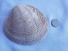 VTG Estate Find Large Clam Shell Venus Clam? Aquarium Decor or Crafting 5 Inch