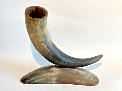 11 inch polished Bison/Buffalo horn f