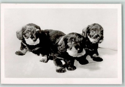 10532766-Verein Karlsruhe e.V. - Become a Member - Dachshund Animal Welfare