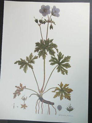 Print Geranium pratense (Meadow Cranesbill) William Curtis, Flora Londinensis