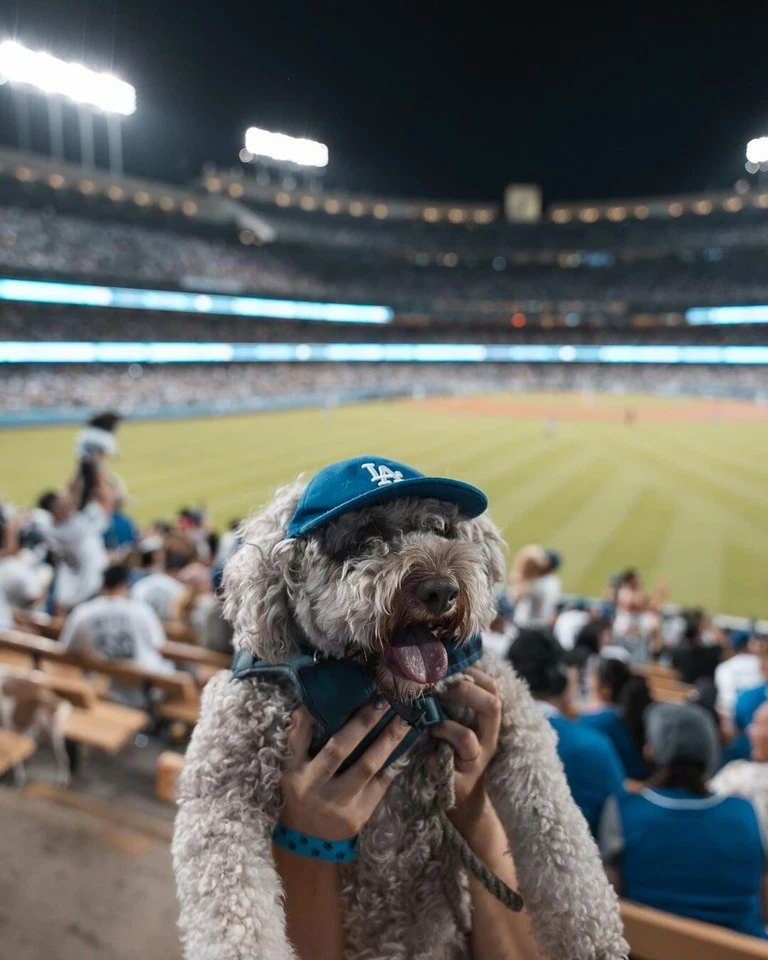 Genuine MLB Los Angeles Dodgers LA Logo Pet Dog Comfortable Cap Royal Blue - Image 3 of 4