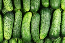 National Pickling Cucumber Seeds, Pickles, Gherkins, NPPA, NON-GMO, FREE SHIP