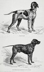 Dog English Pointer (Named, Owned Id) & Large French Pointer 1870s Antique Print