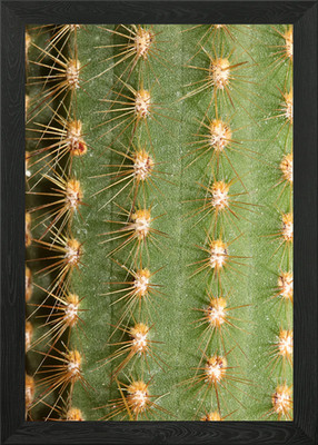 Cactus close up background Framed Wall Art Poster Canvas Print Picture