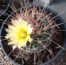 Ferocactus hamatacanthus Cold Hardy New Red Long Hook Spines Large Body 41