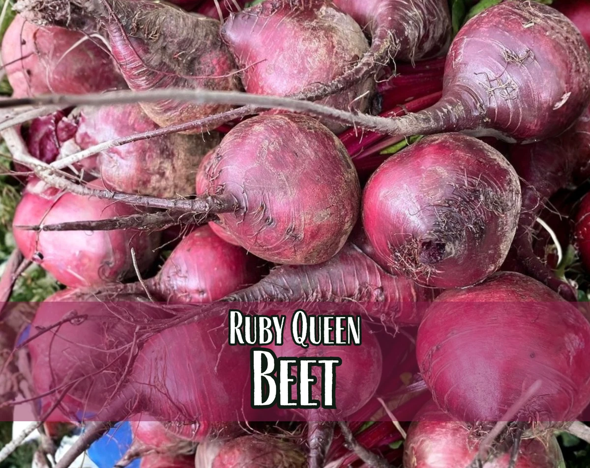 Semillas De Remolacha 'Boltardy' – Beta Vulgaris (Nabo Rojo) Thompson & Morgan 0889 | Cosecha Temprana