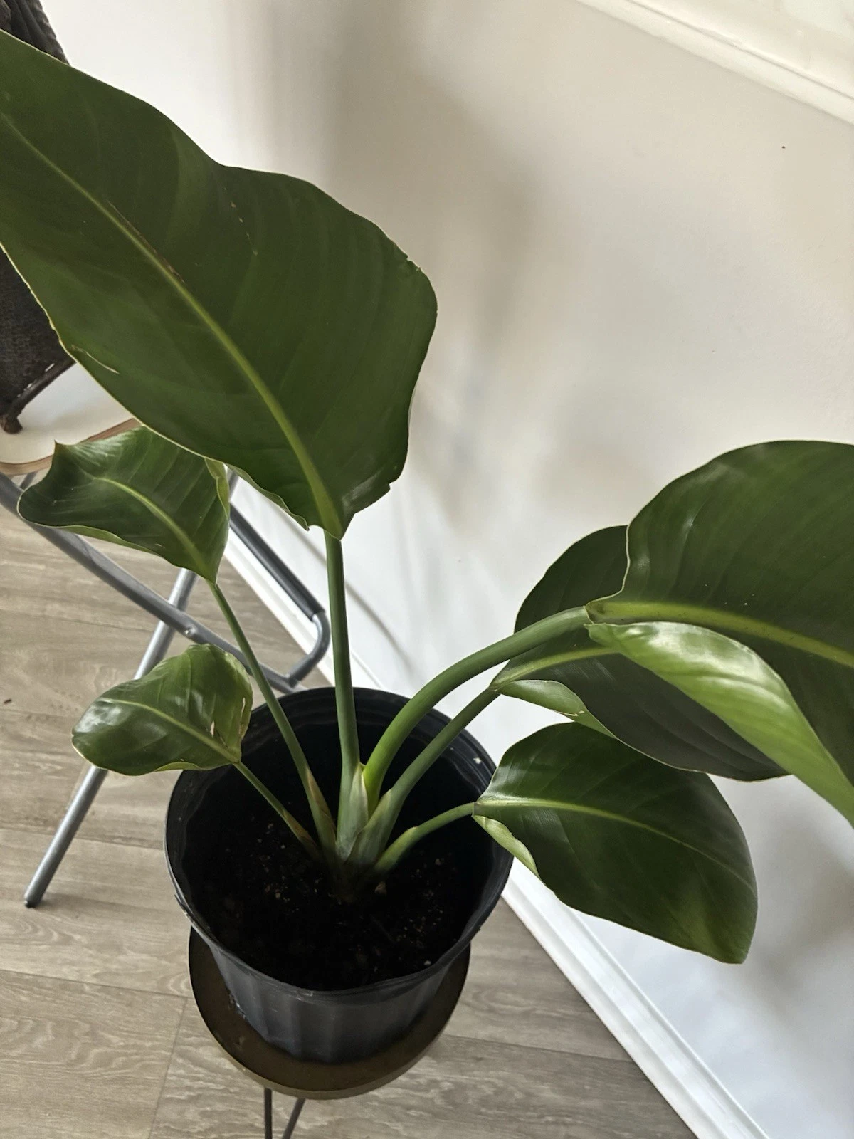 Bird of Paradise Strelitzia | Live Potted Broadleaf | Green Indoor Plant
Opens in a new window or ta