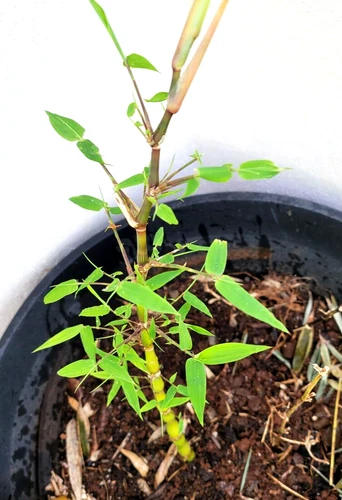 Buddha Belly Bamboo Plant (佛肚竹) Clumping BEST Landscape Edge. Rhizome 1@ 9"Stalk