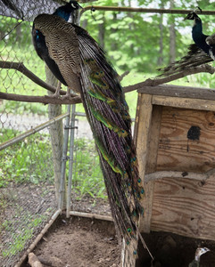 Peacock eggs - Listing Photos
