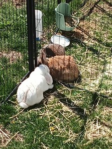 Male Holland Loop Needs To Go To A Good Home