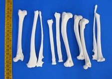 10-pak kości nóg głównie lis. Prawdziwe kości zwierząt do rękodzieła
