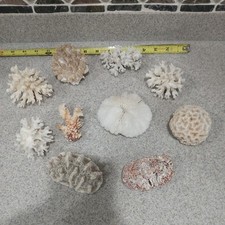 ¡Gran Lote De Coral Oceánico Seco Natural De Colección y Fósiles! Expositor acuario fotos C