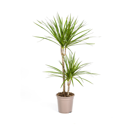 Dracaena Marginata Green Ø19cm - ↕80cm - Bild 1 von 3